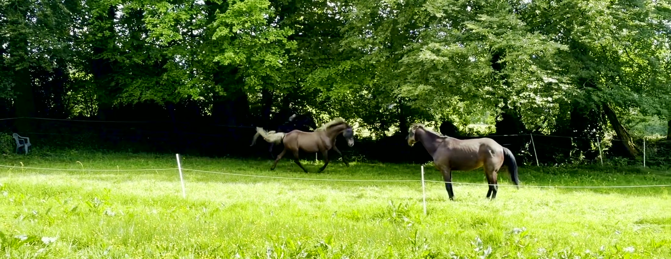 Trois chevaux dans un pré en Bretagne, lumière chaude.