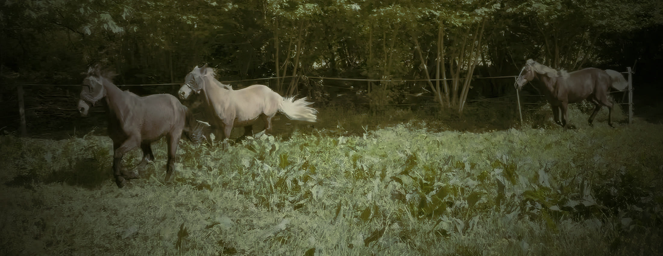 Trois chevaux dans un pré en Bretagne, lumière chaude.