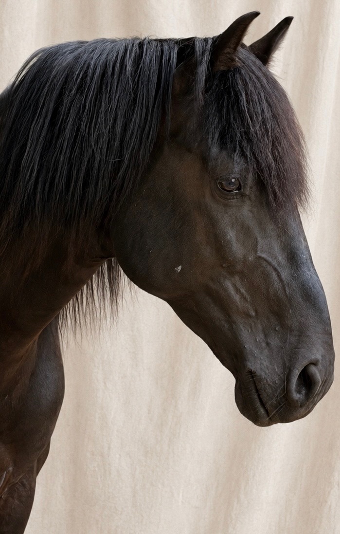 Kiorly, cheval noir de profil sous les arbres.